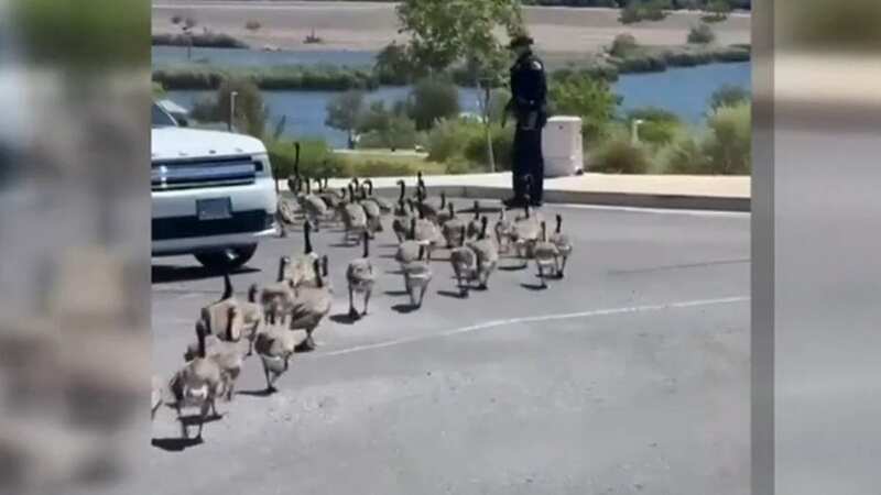 A flock of federally protected geese and a family neighbourhood near Vegas are recovering from shock after an enraged driver intentionally hit and killed nine of the birds in front of witnesses (Image: Fox 5)