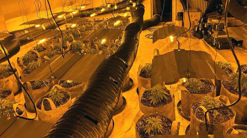 Inside 1,000 cannabis farms raided in a MONTH - filled with £130million of drugs