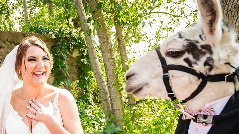 J the llama with the bride on her special day (Image: Facebook/@Llama Adventures)
