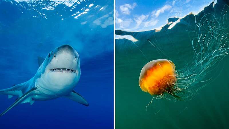 There are more than 40 different species of shark living in or visiting the UK