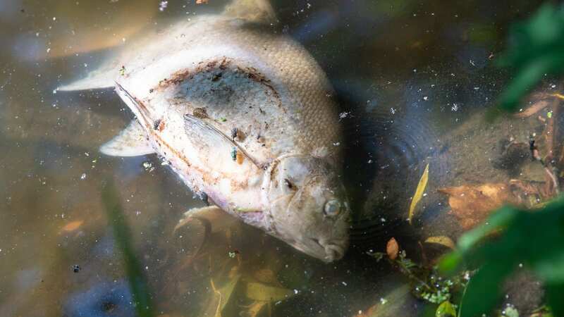 Dead fish floating in the water at Elmdon Nature Park in Solihull (Image: Martin O