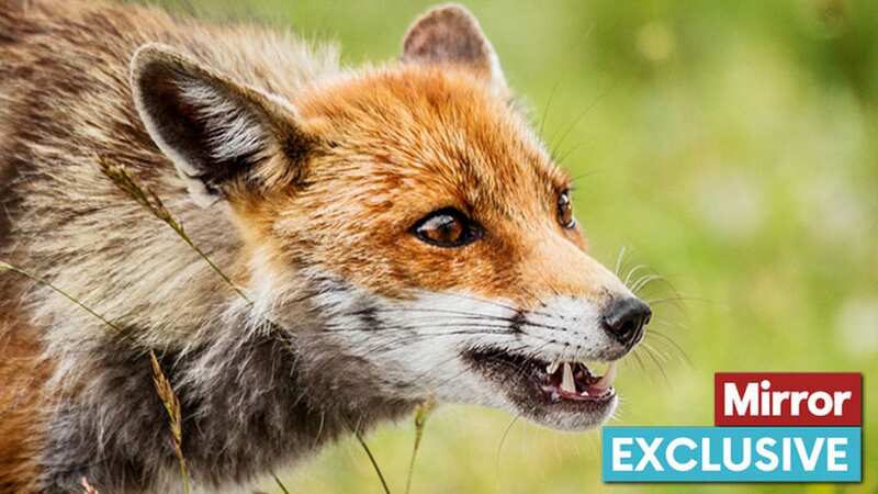 Animal welfare campaigners want the Hunting Act tightened (Image: Getty Images/iStockphoto)