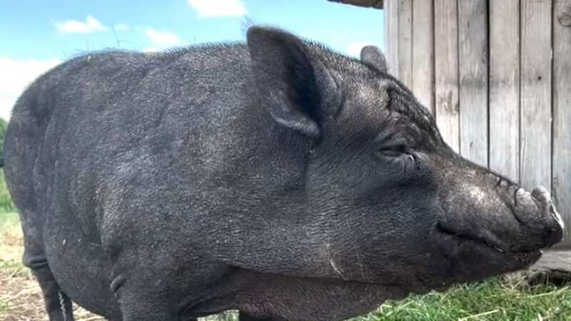 Pig left unable to walk after being fed biscuits and cola for seven years