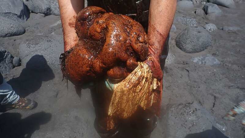 The enormous chunk of ambergris found inside a dead sperm whale on a Canary Island beach (Image: Newsflash)