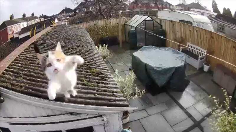 Ring Camera captures amusing moment cat makes a superhero leap
