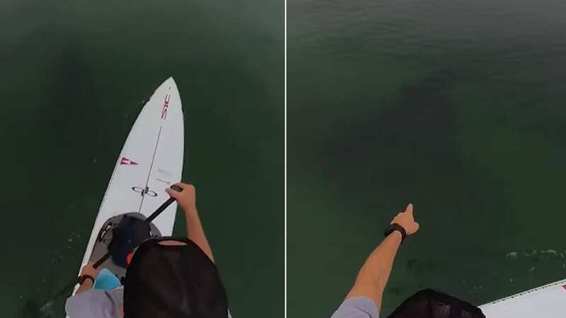 Paddleboarder films ‘unmistakable’ shadow of great white shark lurking below him