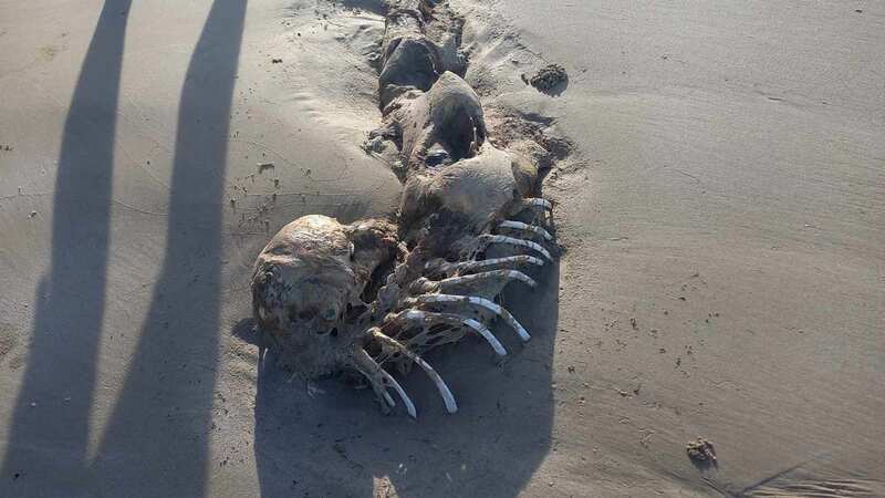 Shocking mermaid-like remains have left locals stumped (Image: Credit: Bobbi-Lee Oates/Pen News)