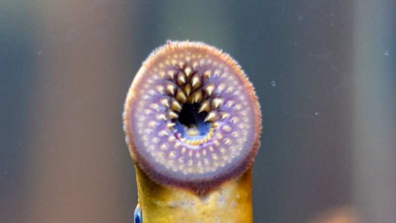 The sea lamprey are an invasive species in the Great Lakes that straddle the US-Canada border (Image: Getty Images/iStockphoto)