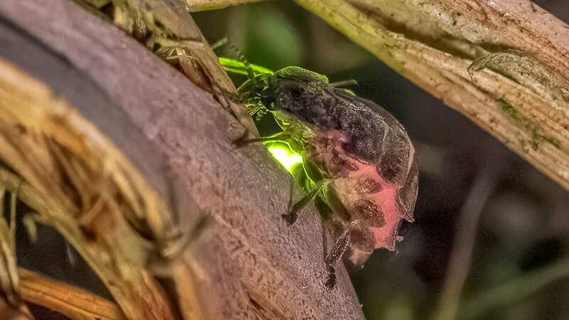 Andrew Fusek Peters beautiful image of a female glowworm emitting a green light (Image: Andrew Fusek Peters / SWNS)