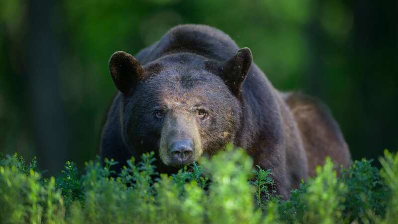 Black bears are normally easy to scare off - but this one mauled a person after they attempted to defend themselves with a rifle (Image: Getty Images)