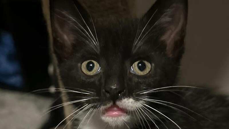 Meet adorable kittens Thumper and Smooch in this week