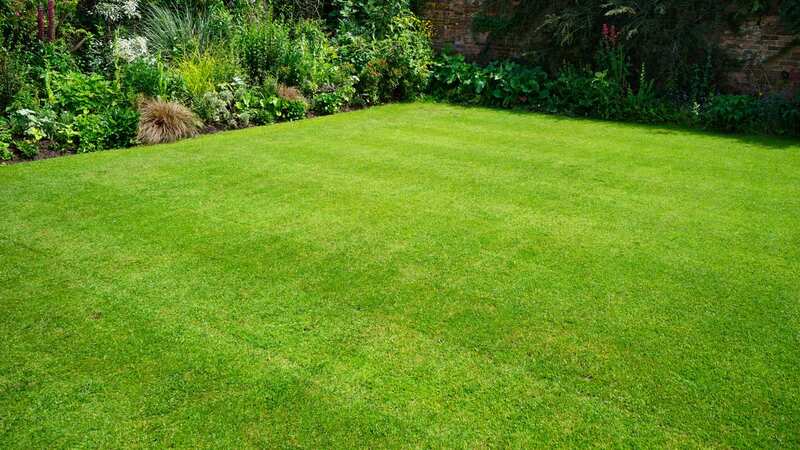 If you want a Wimbledon-worthy lawn, a gardening expert has some tips for you (stock image) (Image: Getty Images/iStockphoto)
