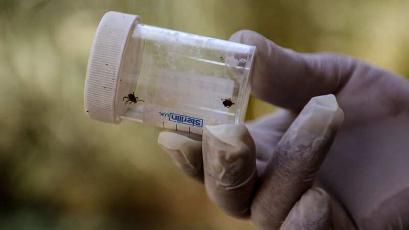 New cases of the virus Crimean-Congo hemorrhagic fever (CCHF) are spreading across Europe (Image: AFP via Getty Images)