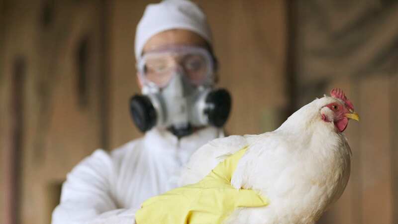 Two more Brits have been diagnosed with H5N1 (file photo) (Image: Getty Images)
