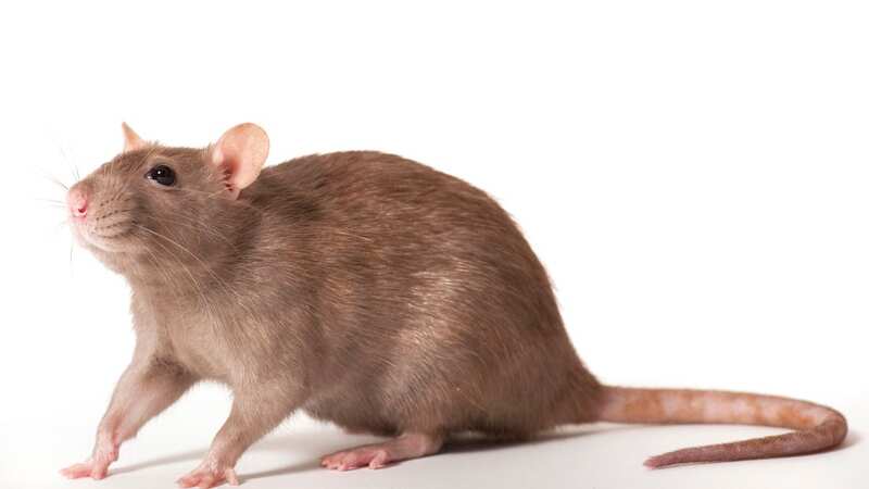 The CDC reported two fatal cases of hantavirus in Arizona, USA, in 2020 (Image: Getty Images/iStockphoto)