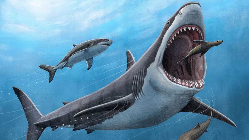 Megalodons, which went extinct 3.6 million years ago, are believed to have grown to lengths of 50 feet (Image: Alex Boersma/PNAS/SWNS)