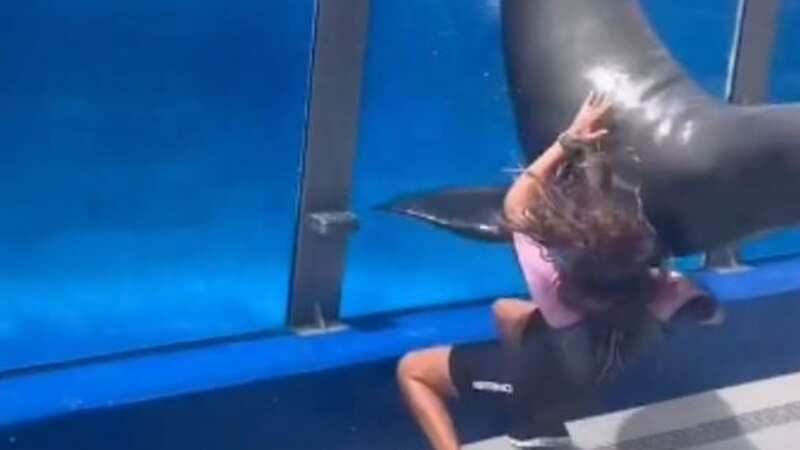 The moment a large sea mammal falls on top of its trainer at a Florida aquarium (Image: mediadrumimages/@sandkeysurf)