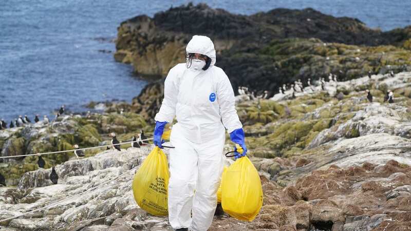 A ranger clearing birds which died of H5N1 off the coast of Northumberland (Image: PA)