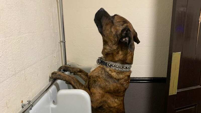 Dax pictured relieving himself at the urinal (Image: The Plough/MEN)
