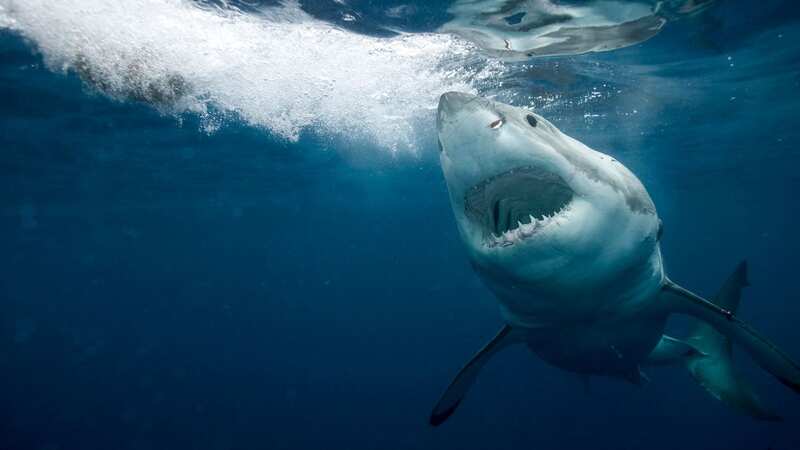 Why Sharks Attack investigates a shift in shark behaviour (Image: Getty Images)
