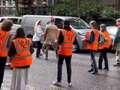 Just Stop Oil activist punched to floor by boyfriend of pregnant woman in crash eiqruiddhidrtinv
