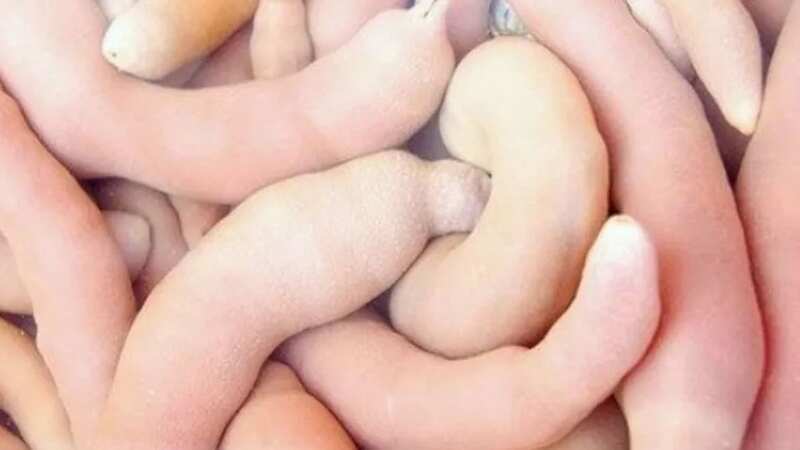The 10-inch seaworms resemble a certain human appendage that have given it the nickname 