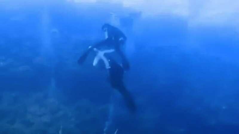 Harrowing moment shark rips diver