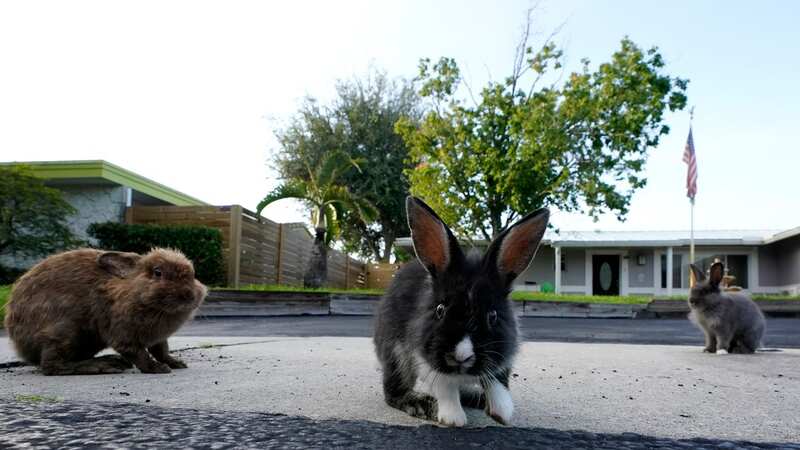 The Florida neighborhood is having to deal with a growing group of domestic rabbits on its streets after a breeder illegally let hers loose (Image: AP)