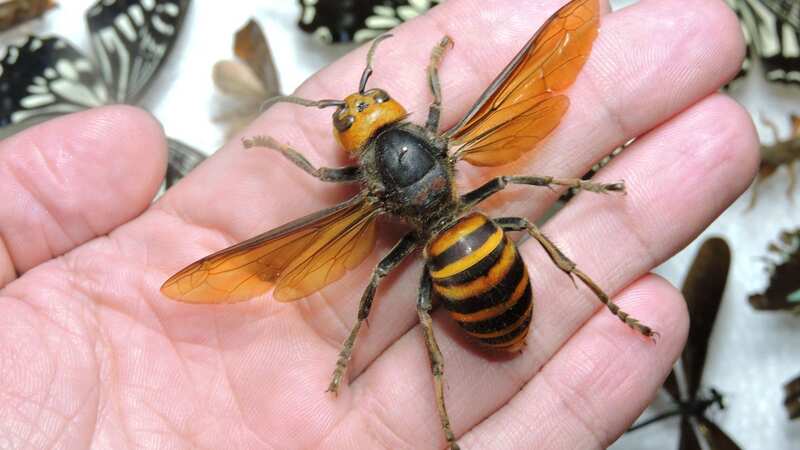 Asian hornets that can kill in minutes attack 10 people amid UK invasion warning