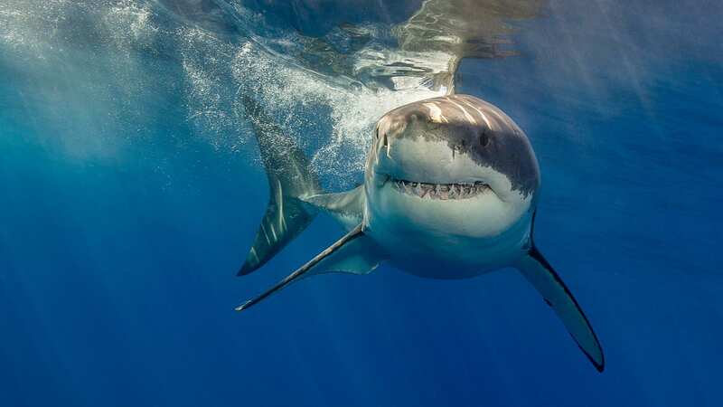 Experts are concerned sharks are eating cocaine dumped by smugglers (Image: Getty Images)
