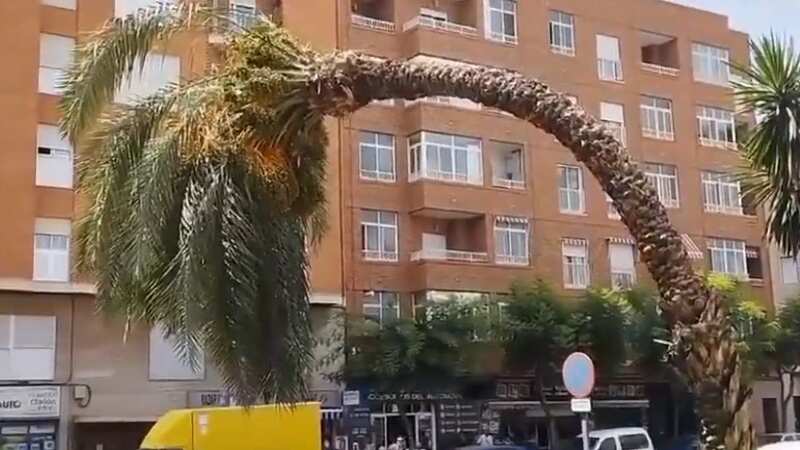 Palm trees melt in Spain amid sweltering heatwave as temperatures hit 45C