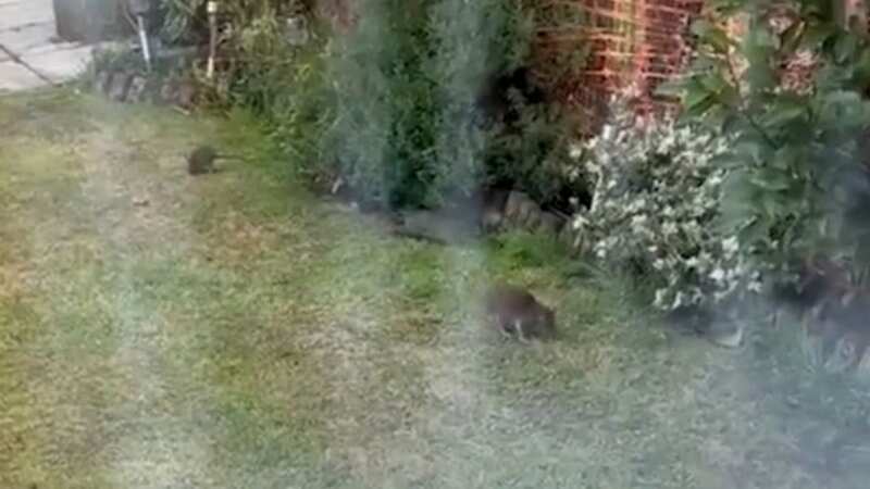 Gang of giant rats chase people from communal garden as they