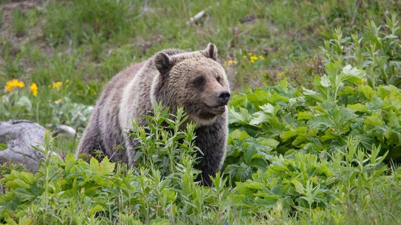 A woman has been mauled to death by a bear near Yellowstone National Park (Image: Getty Images)