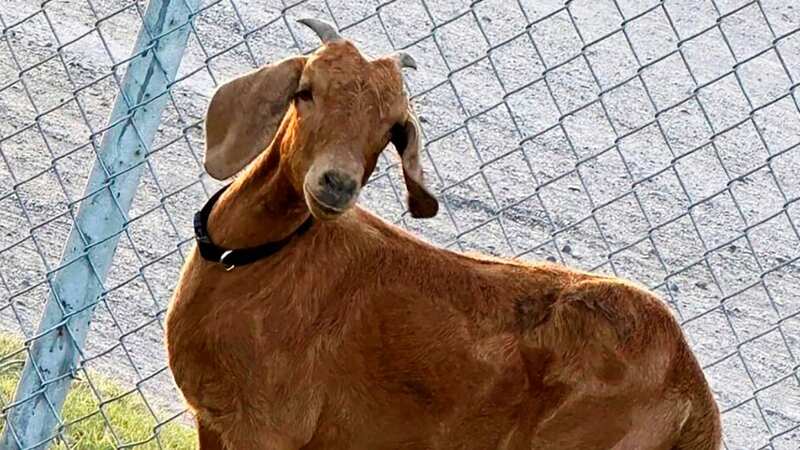 A rodeo goat went missing from its pen at the county