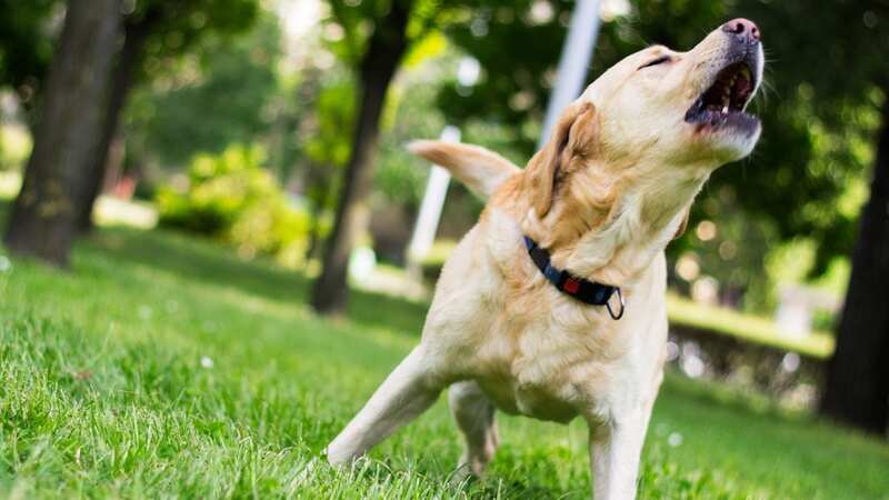 The dog barks constantly and wakes her up at 6:30 am (stock photo) (Image: Getty Images/iStockphoto)