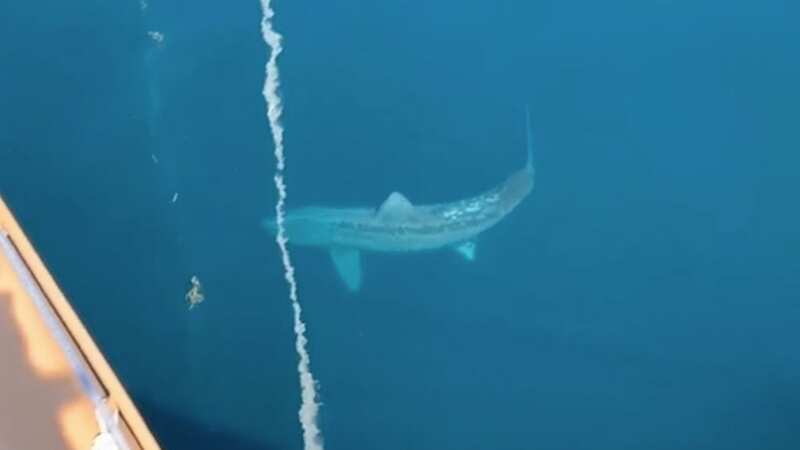 Giant shark sparks 