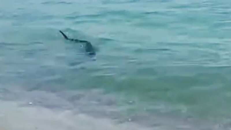 The shark was spotted on Saturday close to a beach in Le Barcarès (Image: @doudzi83/TikTok)