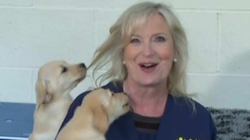 BBC Breakfast chaos as Carol Kirkwood ‘ambushed’ by litter of puppies