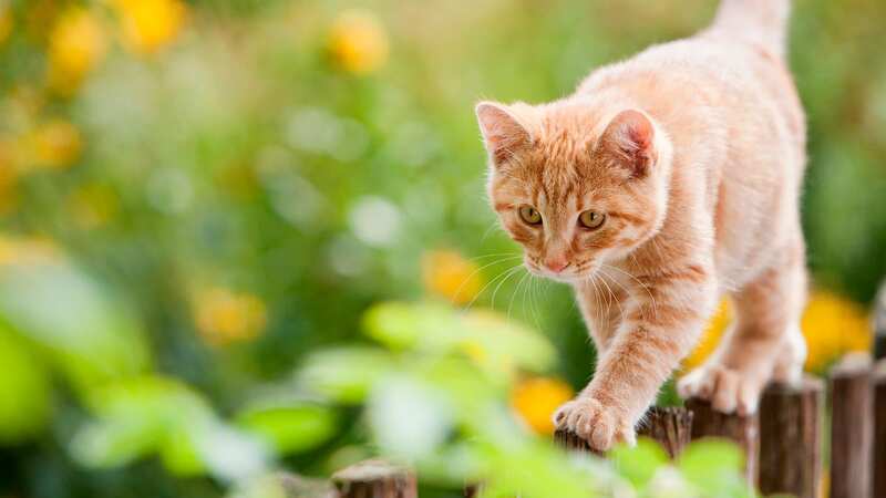 The 19p method will stop cats from pooing in your garden (Stock Image) (Image: Getty Images)