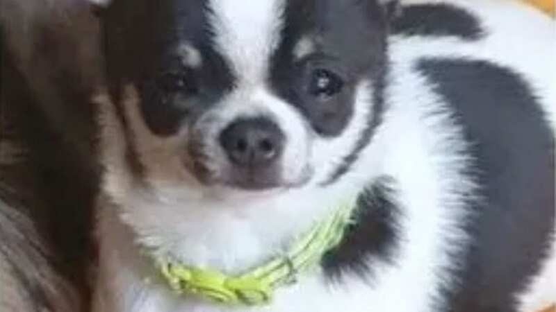 Chihuahua Charlie died from the parvovirus virus