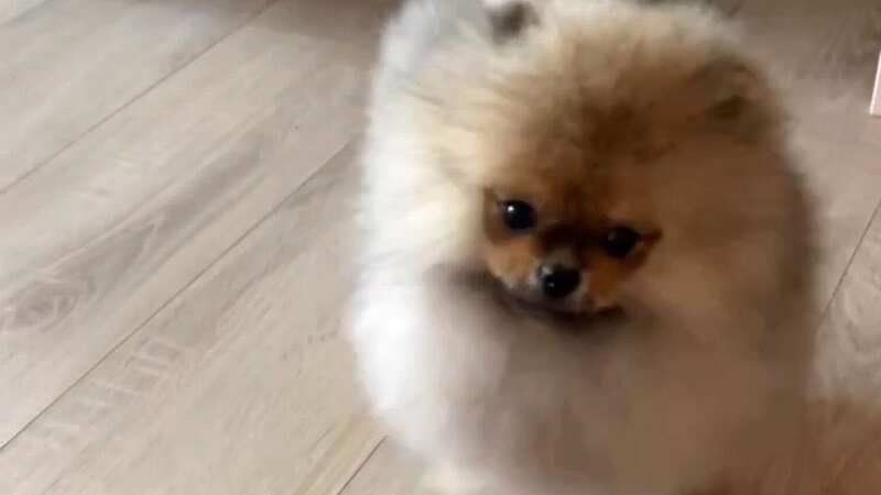Tiny Ponyo survived freezing rain and wild animals (Image: Newsflash)