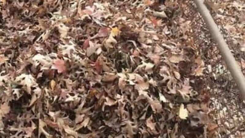 Can you spot the garden intruder? (Image: boredpanda.com)