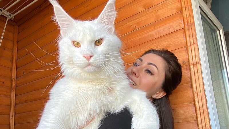 Yulia says her enormous pet cat is a gentle giant (Image: @yuliyamnn/Instagram)