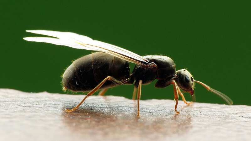 Flying Ant Day date declared amid bumper swarm warning that could last weeks