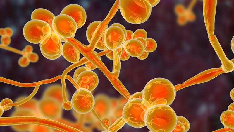 Candida auris fungi is an emerging multidrug resistant fungus (Image: Getty Images/iStockphoto)