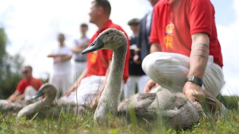 Cygnets are held in place during the annual Swan Upping on the River Thames (Image: NEIL HALL/EPA-EFE/REX/Shutterstock)