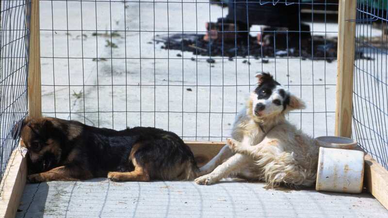 Two dogs allegedly with rabies (Image: Newsflash)