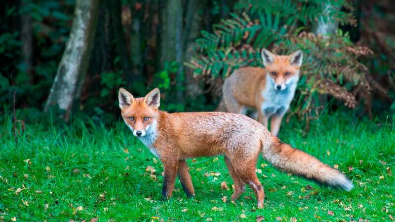 Two fox cubs have tested positive for bird flu in Northern Ireland (stock image) (Image: Getty Images)