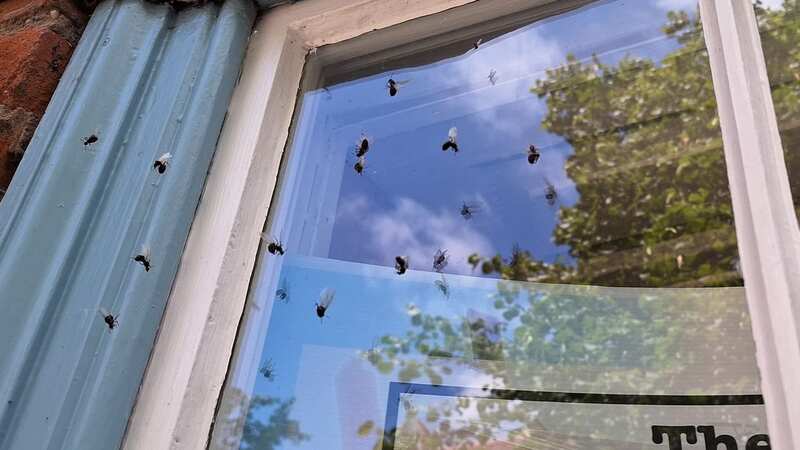 Flying Ant Day sees insects swarm town as 