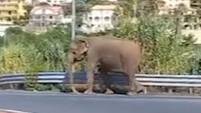 Locals watch elephant stroll along motorway to 